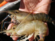 webassets/prawn2reduced.jpg